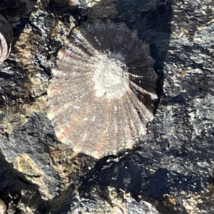 Cellana tramoserica at Lilli Pilli, NSW - 17 May 2023