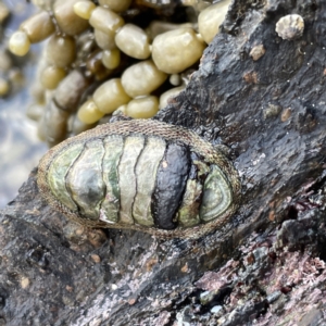 Sypharochiton pelliserpentis at Lilli Pilli, NSW - 17 May 2023