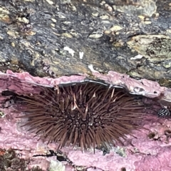 Heliocidaris erythrogramma (Sea Urchin) at Lilli Pilli, NSW - 17 May 2023 by Hejor1