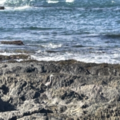 Egretta novaehollandiae at Lilli Pilli, NSW - 17 May 2023 12:01 PM