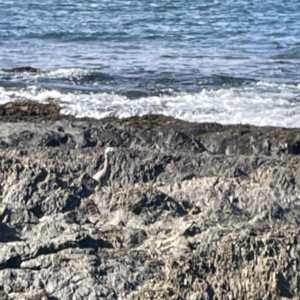 Egretta novaehollandiae at Lilli Pilli, NSW - 17 May 2023