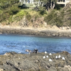 Phalacrocorax varius at Lilli Pilli, NSW - 17 May 2023