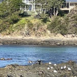 Phalacrocorax varius at Lilli Pilli, NSW - 17 May 2023