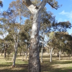 Eucalyptus melliodora (Yellow Box) at Kambah, ACT - 17 May 2023 by HelenCross