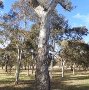 Eucalyptus melliodora at Kambah, ACT - 17 May 2023