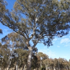 Eucalyptus melliodora at Kambah, ACT - 17 May 2023
