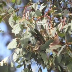 Eucalyptus melliodora at Kambah, ACT - 17 May 2023