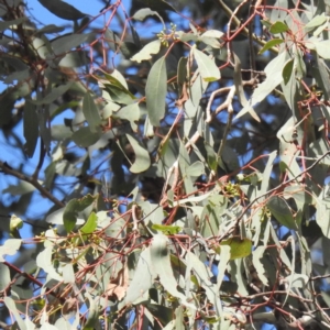 Eucalyptus melliodora at Kambah, ACT - 17 May 2023