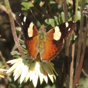 Vanessa itea at Acton, ACT - 17 May 2023