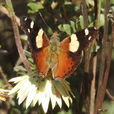 Vanessa itea (Yellow Admiral) at ANBG - 17 May 2023 by HelenCross