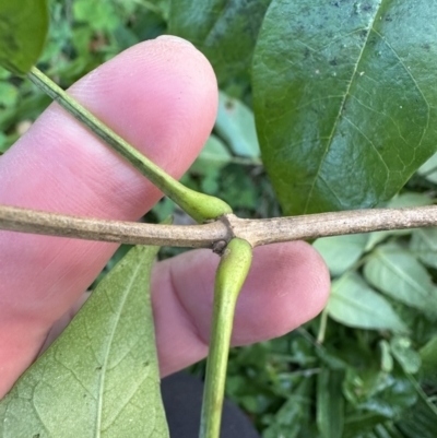 Pandorea pandorana (Wonga Wonga Vine) at Kangaroo Valley, NSW - 17 May 2023 by lbradley