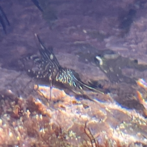 Rhynchocinetes serratus at Lilli Pilli, NSW - 17 May 2023