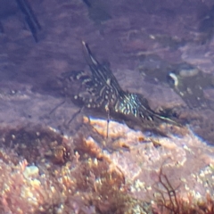 Rhynchocinetes serratus at Lilli Pilli, NSW - 17 May 2023