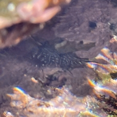 Rhynchocinetes serratus at Lilli Pilli, NSW - 17 May 2023