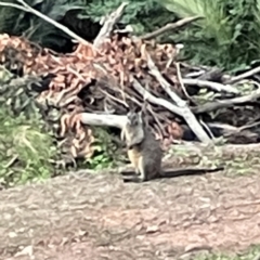 Wallabia bicolor (Swamp Wallaby) at Surf Beach, NSW - 17 May 2023 by Hejor1