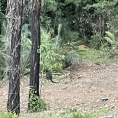 Wallabia bicolor at Surf Beach, NSW - 17 May 2023 04:55 PM