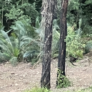 Wallabia bicolor at Surf Beach, NSW - 17 May 2023 04:55 PM