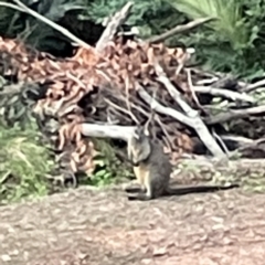 Wallabia bicolor at Surf Beach, NSW - 17 May 2023 04:55 PM