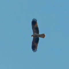 Haliastur sphenurus (Whistling Kite) at Wee Jasper, NSW - 14 May 2023 by RomanSoroka