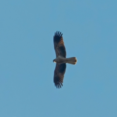 Haliastur sphenurus (Whistling Kite) at Wee Jasper, NSW - 14 May 2023 by RomanSoroka