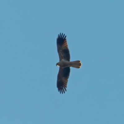 Haliastur sphenurus (Whistling Kite) at Wee Jasper, NSW - 14 May 2023 by roman_soroka