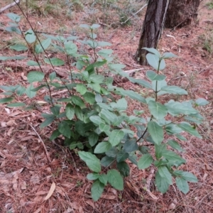 Viburnum tinus at Isaacs, ACT - 17 May 2023