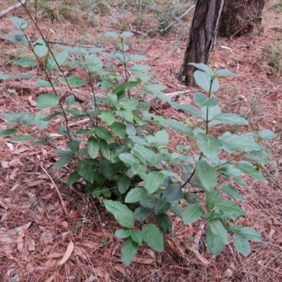 Viburnum tinus (Laurustinus) at Isaacs Ridge and Nearby - 17 May 2023 by Mike
