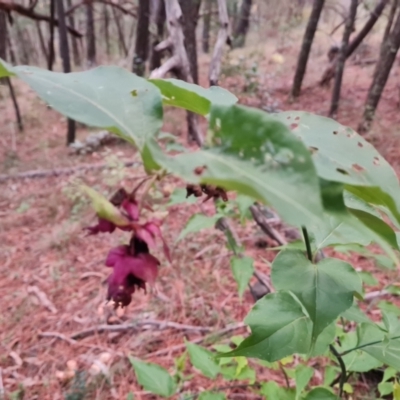 Leycesteria formosa (Himalayan Honeysuckle) at Isaacs, ACT - 17 May 2023 by Mike