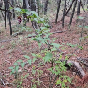 Leycesteria formosa at Isaacs, ACT - 17 May 2023