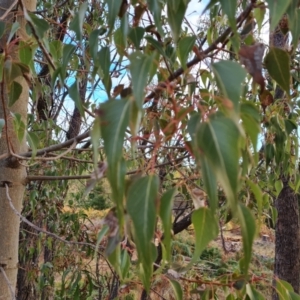 Brachychiton populneus subsp. populneus at Jerrabomberra, ACT - 17 May 2023
