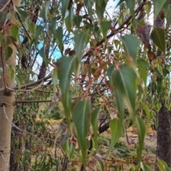 Brachychiton populneus subsp. populneus (Kurrajong) at Jerrabomberra, ACT - 17 May 2023 by Mike