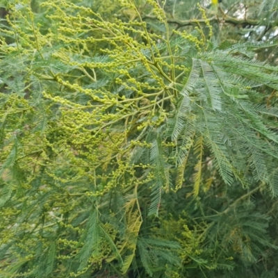 Acacia decurrens (Green Wattle) at Isaacs Ridge and Nearby - 17 May 2023 by Mike