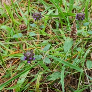 Prunella vulgaris at Isaacs, ACT - 17 May 2023