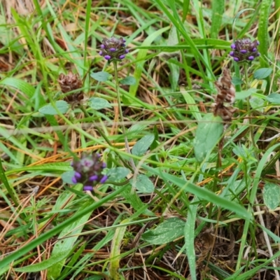 Prunella vulgaris (Self-heal, Heal All) at Isaacs Ridge and Nearby - 17 May 2023 by Mike