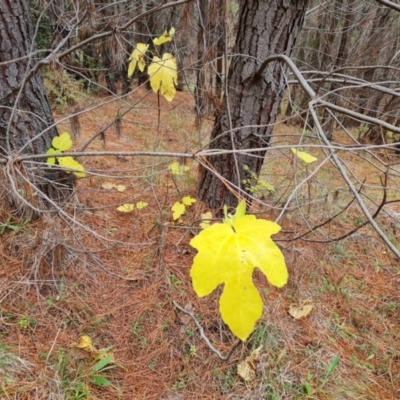 Ficus carica (Fig) at Isaacs, ACT - 17 May 2023 by Mike