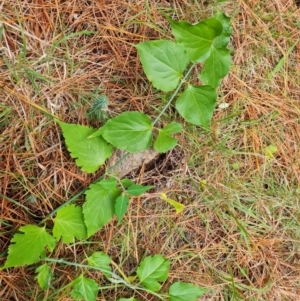 Leycesteria formosa at Isaacs, ACT - 17 May 2023