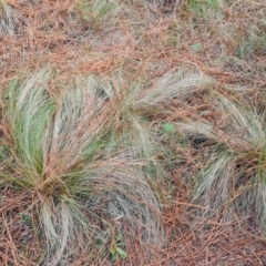 Nassella trichotoma (Serrated Tussock) at Isaacs Ridge and Nearby - 17 May 2023 by Mike