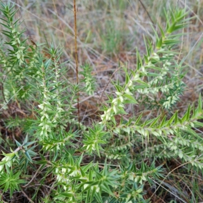 Melichrus urceolatus (Urn Heath) at Isaacs, ACT - 17 May 2023 by Mike