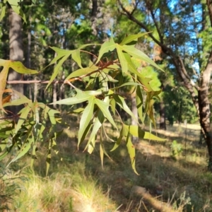 Brachychiton populneus subsp. populneus at Isaacs, ACT - 17 May 2023