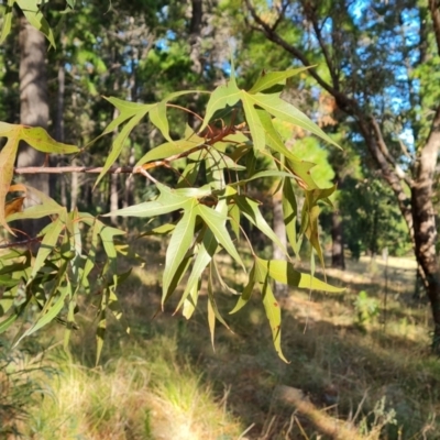 Brachychiton populneus subsp. populneus (Kurrajong) at Isaacs Ridge and Nearby - 17 May 2023 by Mike