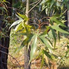 Brachychiton populneus subsp. populneus at Isaacs, ACT - 17 May 2023