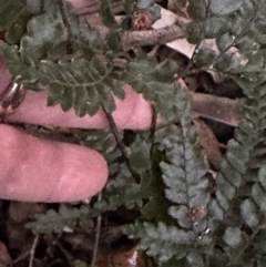 Adiantum hispidulum var. hispidulum at Kangaroo Valley, NSW - 17 May 2023