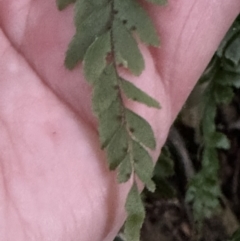 Adiantum hispidulum var. hispidulum at Kangaroo Valley, NSW - suppressed