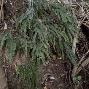 Adiantum hispidulum var. hispidulum at Kangaroo Valley, NSW - suppressed