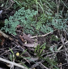 Adiantum aethiopicum (Common Maidenhair Fern) at Kangaroo Valley, NSW - 17 May 2023 by lbradleyKV