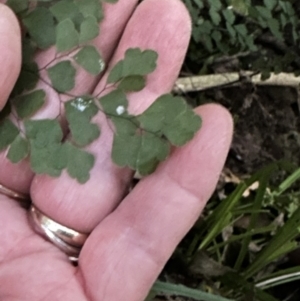 Adiantum aethiopicum at Kangaroo Valley, NSW - 17 May 2023