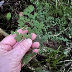 Adiantum aethiopicum at Kangaroo Valley, NSW - 17 May 2023