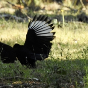 Corcorax melanorhamphos at Sofala, NSW - 16 May 2023 04:23 PM