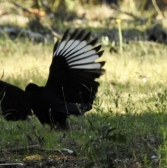 Corcorax melanorhamphos (White-winged Chough) at Sofala, NSW - 16 May 2023 by GlossyGal