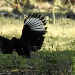 Corcorax melanorhamphos (White-winged Chough) at Sofala, NSW by GlossyGal